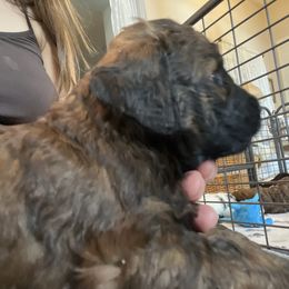 Lurch - Sable male Bernedoodle puppy in Montverde, Florida from Central Florida Bernedoodles