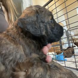 Lurch - Sable male Bernedoodle puppy in Montverde, Florida from Central Florida Bernedoodles