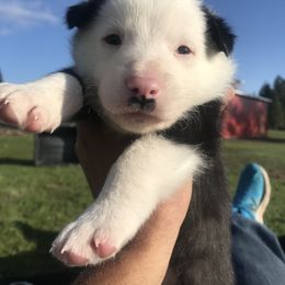 Border Collie Puppies from Simcoe Foothills Farm