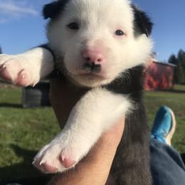 Border Collie Puppies from Simcoe Foothills Farm