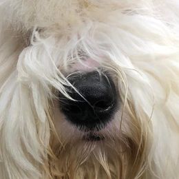 Old English Sheepdogs from Redings Retreat
