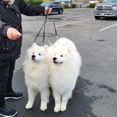 Samoyeds from Larajus Samoyeds