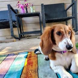 Ruby Red - Piebald female Dachshund puppy in Poetry, Texas from Doxie Bliss at Meyerhaus Ranch