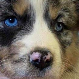 Australian Shepherds from Triple R Shepherds
