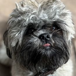 Audrey Love - Shih Tzu puppy from Taos Ewok Tribe
