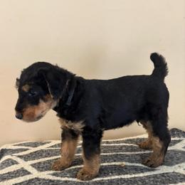 Black - Black and tan male Airedale Terrier puppy in Huntersville, North Carolina from Cool Hand Luke Kennels