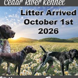 Boy 1 - Black male German Shorthaired Pointer puppy in Chetek, Wisconsin from Susan's German Shorthaired Pointers