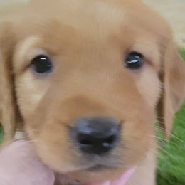 Grayson - Golden Retriever puppy from Copperhead Creek Goldens