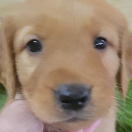 Grayson - Golden Retriever puppy from Copperhead Creek Goldens