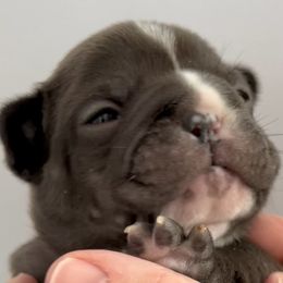 French Bulldogs from 49 North French Bulldogs