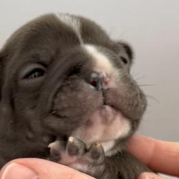 French Bulldogs from 49 North French Bulldogs