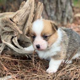 TC - Red male Pembroke Welsh Corgi puppy in Nashville, Arkansas from Whisenhunt Farms