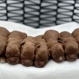 Cavapoo puppies from Benji’s Cockapoos
