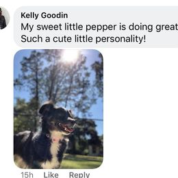 Miniature Australian Shepherd All Grown Up from J and B Mini Aussies