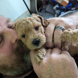 Cavapoo and Goldendoodle Puppies from Daisy's Doodle Den