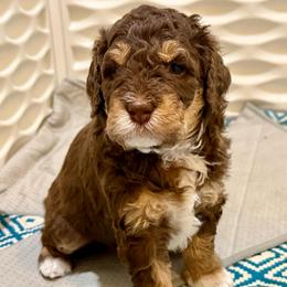 Grace - Brown female Bernedoodle puppy in California from Cam’s Doodlez