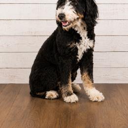 Aussiedoodle, Bernedoodle, Cavapoo, Goldendoodle, and Newfypoo Puppies from Haaspawz