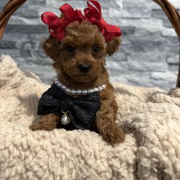 Cavapoo, Cockapoo, and Poodle Puppies from Heavenly Puppies to Love