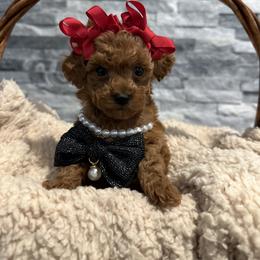 Cavapoo, Cockapoo, and Poodle Puppies from Heavenly Puppies to Love
