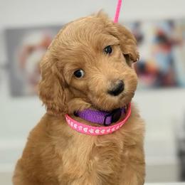 Pandora - Apricot female Goldendoodle puppy in Yuciapa, California from AlltheDoodlez_