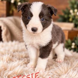 Jessie - Black female Border Collie puppy in Sanger, California from Flying M Cactus Ranch Buddies