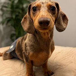 Dachshund Puppies from Whinebarkdachshunds LLC