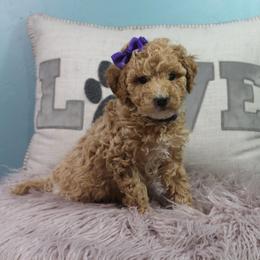 Turkey - Red  female Goldendoodle puppy in Pendleton, Oregon from Blushing Doodles