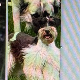 Kelli - Miniature Schnauzer