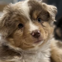 Australian Shepherds and Miniature American Shepherds from Holy City Mini American and Australian Shepherds