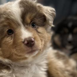 Australian Shepherds and Miniature American Shepherds from Holy City Mini American and Australian Shepherds