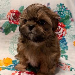 Rocky - Red male Shih Tzu puppy in Hemet, California from Aloha Shih Tzu