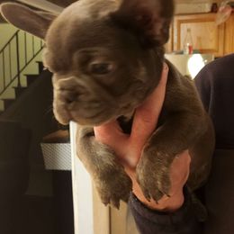 Prada - Blue fawn French Bulldog puppy in Bolingbrook, Illinois from Taylor-Made Luxury Kennels