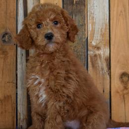 Virginia - Dark Pink Collar - Apricot female Goldendoodle puppy in Macedon, New York from Toodles Goldendoodles
