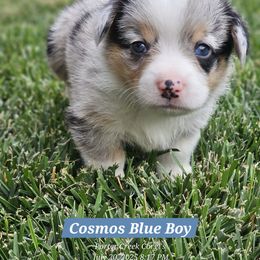 Cosmos - Blue merle and white male American Corgi puppy in Boise, Idaho from Porter Creek Corgis