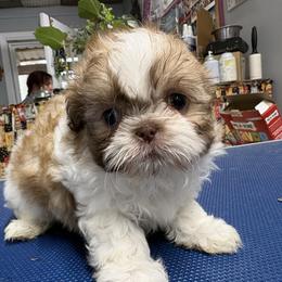 Tigger - Liver male Shih Tzu puppy in Eunice, Louisiana from 4J's Cajun Kennels
