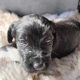 Coal - Black male Labradoodle puppy in Apache Junction, Arizona from Loving Doodle
