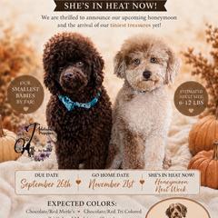 Aussiedoodle puppies from Dani's Dandy Doodles
