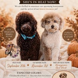 Aussiedoodle puppies from Dani's Dandy Doodles