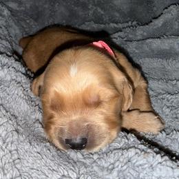Coral Girl - Golden female Golden Retriever puppy in Rockwell, North Carolina from KnL Golden Acres