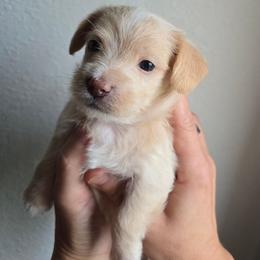 Finn - White and tan male Maltese puppy in Ludington, Michigan from OT Maltese & Co