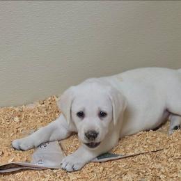 Winter-Green collor - Yellow male Labrador Retriever puppy in Middleburg, Pennsylvania from Countrylanes labs