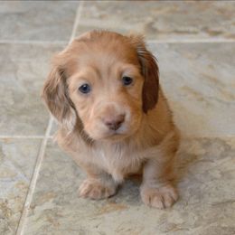 Pippin - Chocolate and cream male Dachshund puppy in Lowell, Indiana from DesForges Dachshunds.