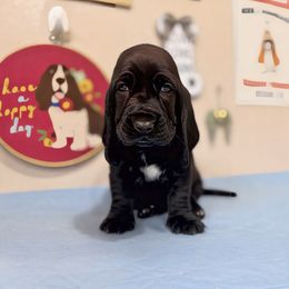 Levin (11:45) - Black and white female Basset Hound puppy in Pilot Mtn, North Carolina from Lowdown Love Basset Hounds