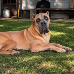 Halo - Fawn male Cane Corso puppy in Sandia, Texas from OneTime Cane Corso