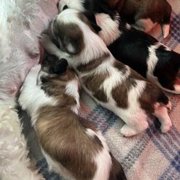 Shih Tzu Puppies from Simply Shih Tzu
