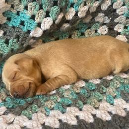 Teddy - Cream male Dachshund puppy in Vevay, Indiana from Works Farm Dachshunds