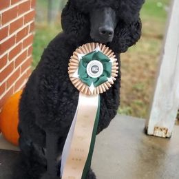 Chihuahua and Poodle Puppies from October Glory Standard Poodles