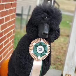 Chihuahua and Poodle Puppies from October Glory Standard Poodles
