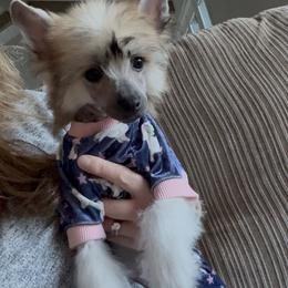 Poppy - Slate female Chinese Crested puppy in Dublin, California from Show Style Chinese Cresteds