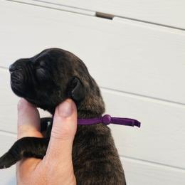 Girl 2 - Brindle female Mastiff puppy in Linton, Indiana from Riggins Mastiffs and Danes